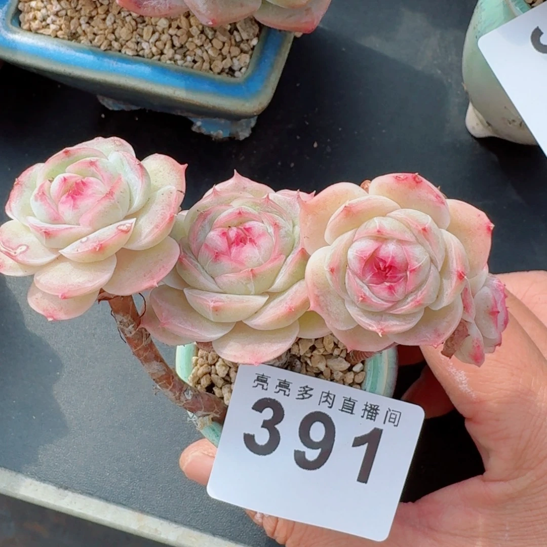 白芷珍妮      愿你一路坦途，乘风破浪展宏图