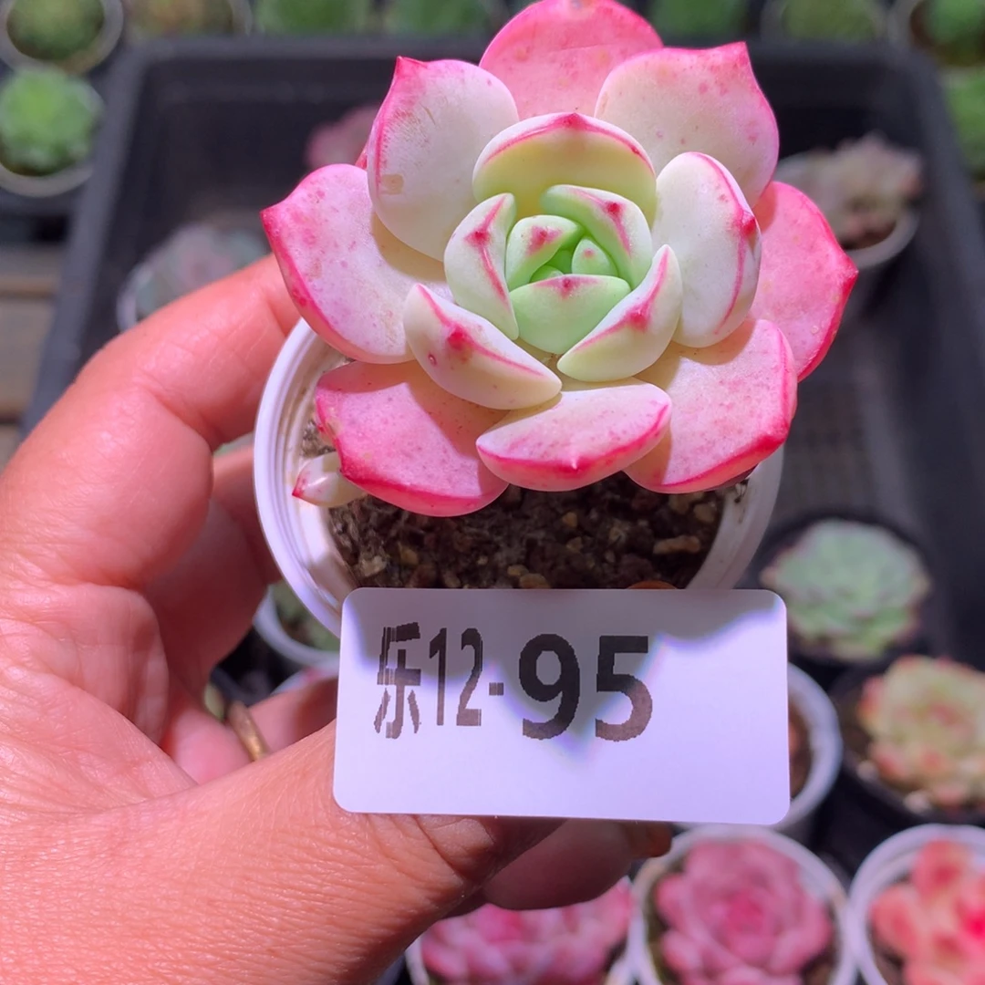 乐然12-95 香草 单头