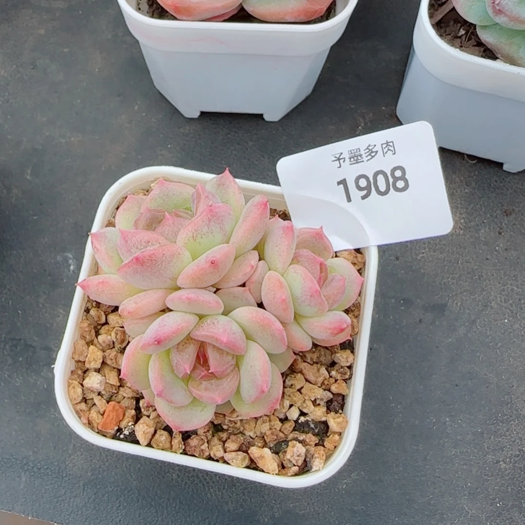 甜心f 群，1908多肉植物