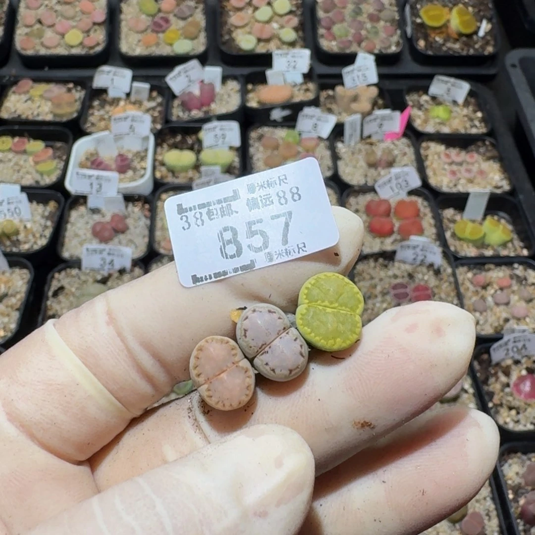 小***乖zzzz生石花肉锥子857