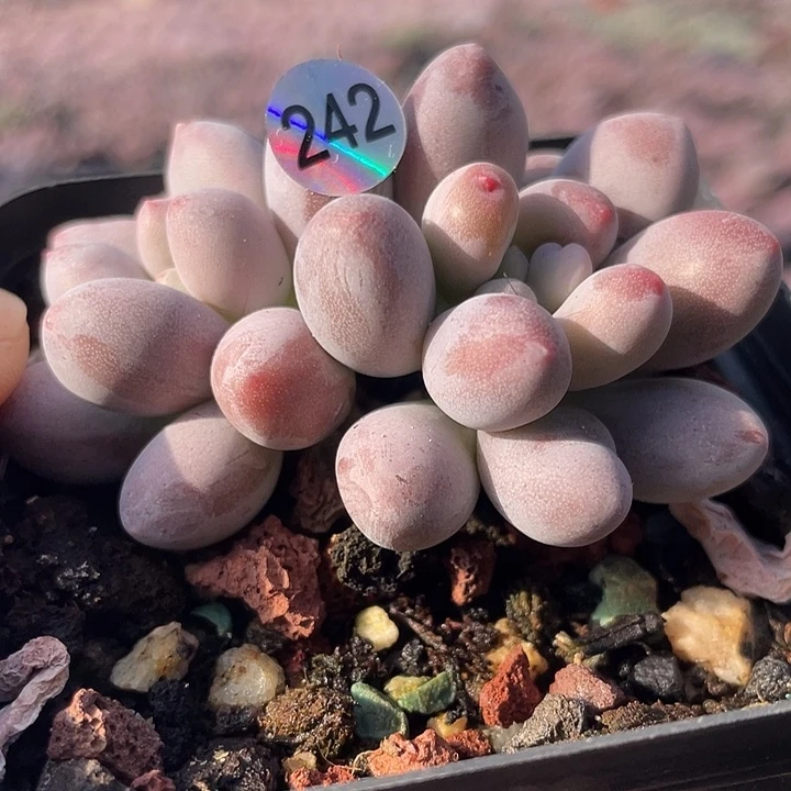仙子奶酪多肉植物
