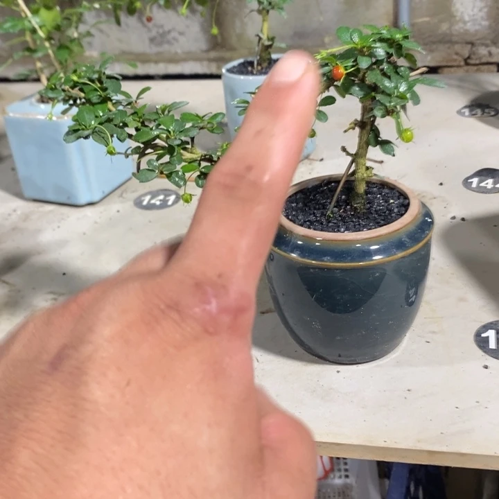 啸***狼无花朵退款拉黑拉黑31