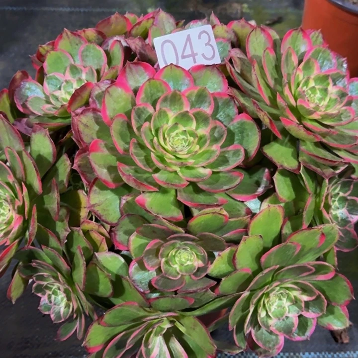 000000000043粉花妖