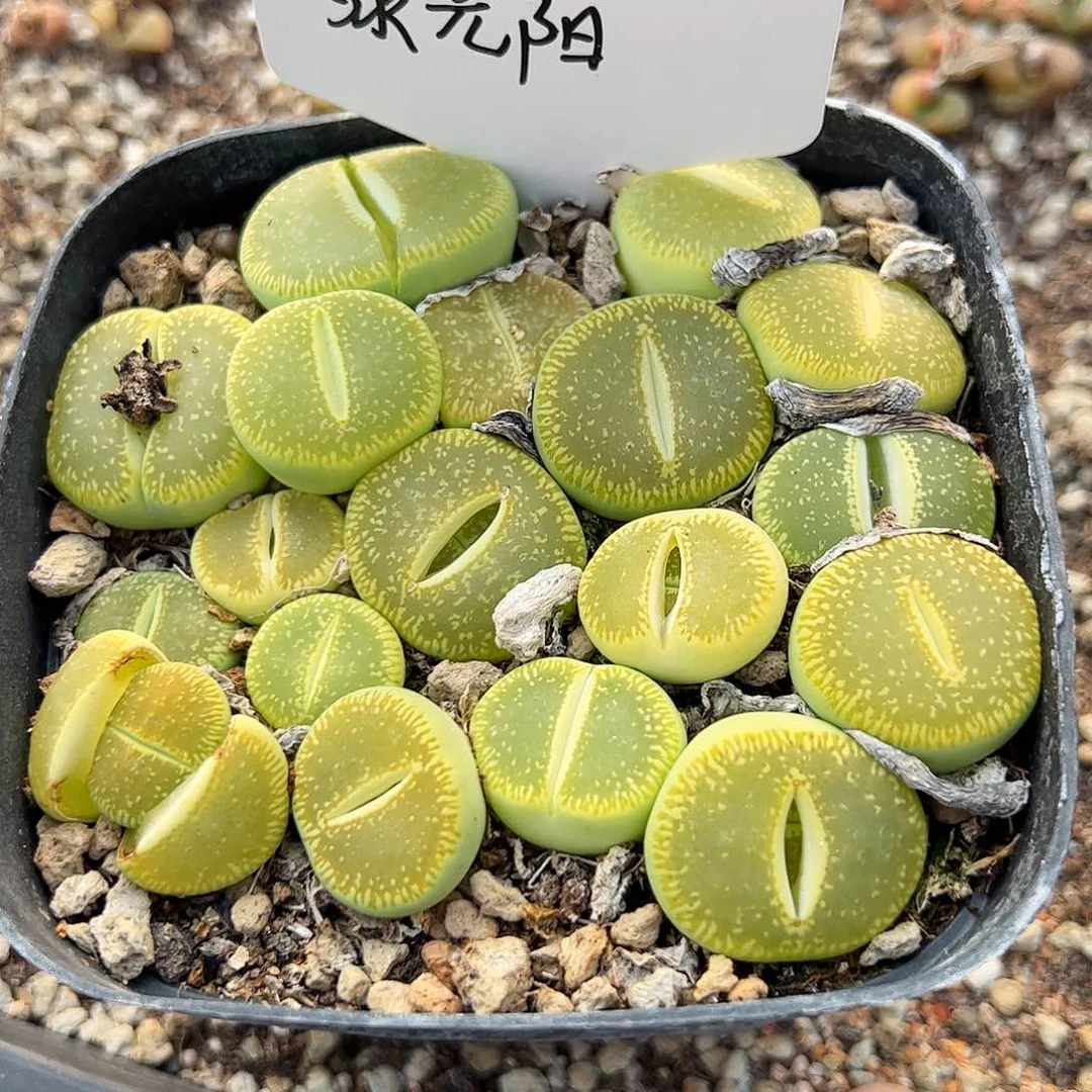 带盆发…………………………………………