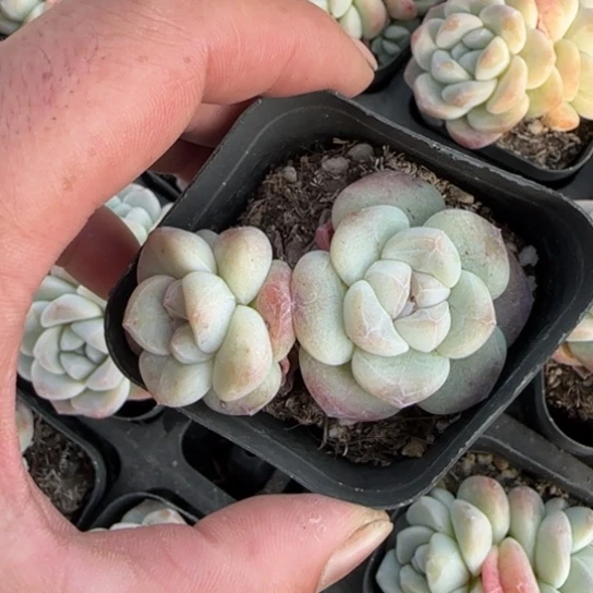 ^****习冰玉77 一物一拍多肉