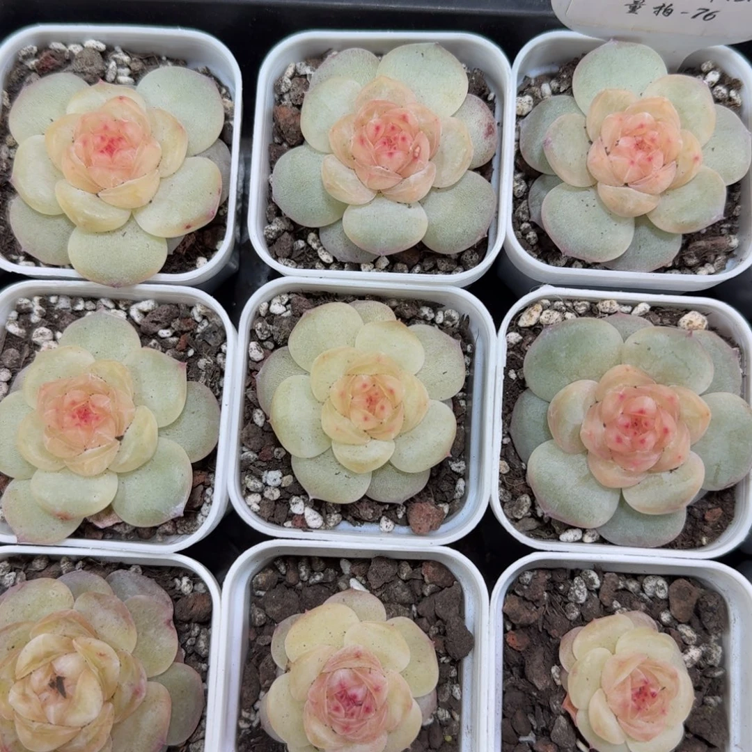 1214-076-淳儿一颗量拍