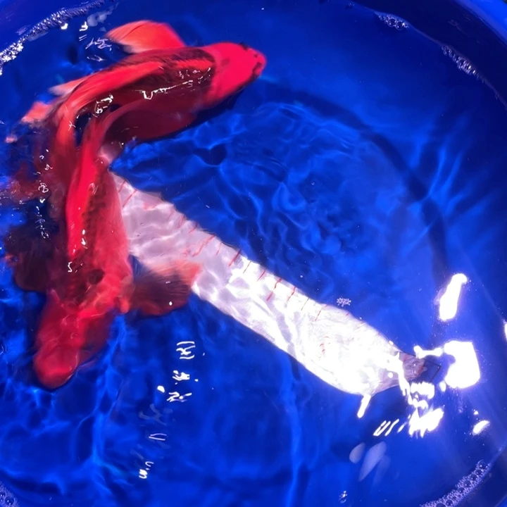 中国大陆冷水观赏鱼蝴蝶鲡