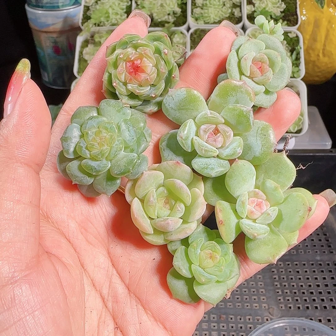 0913---118糖心珍妮