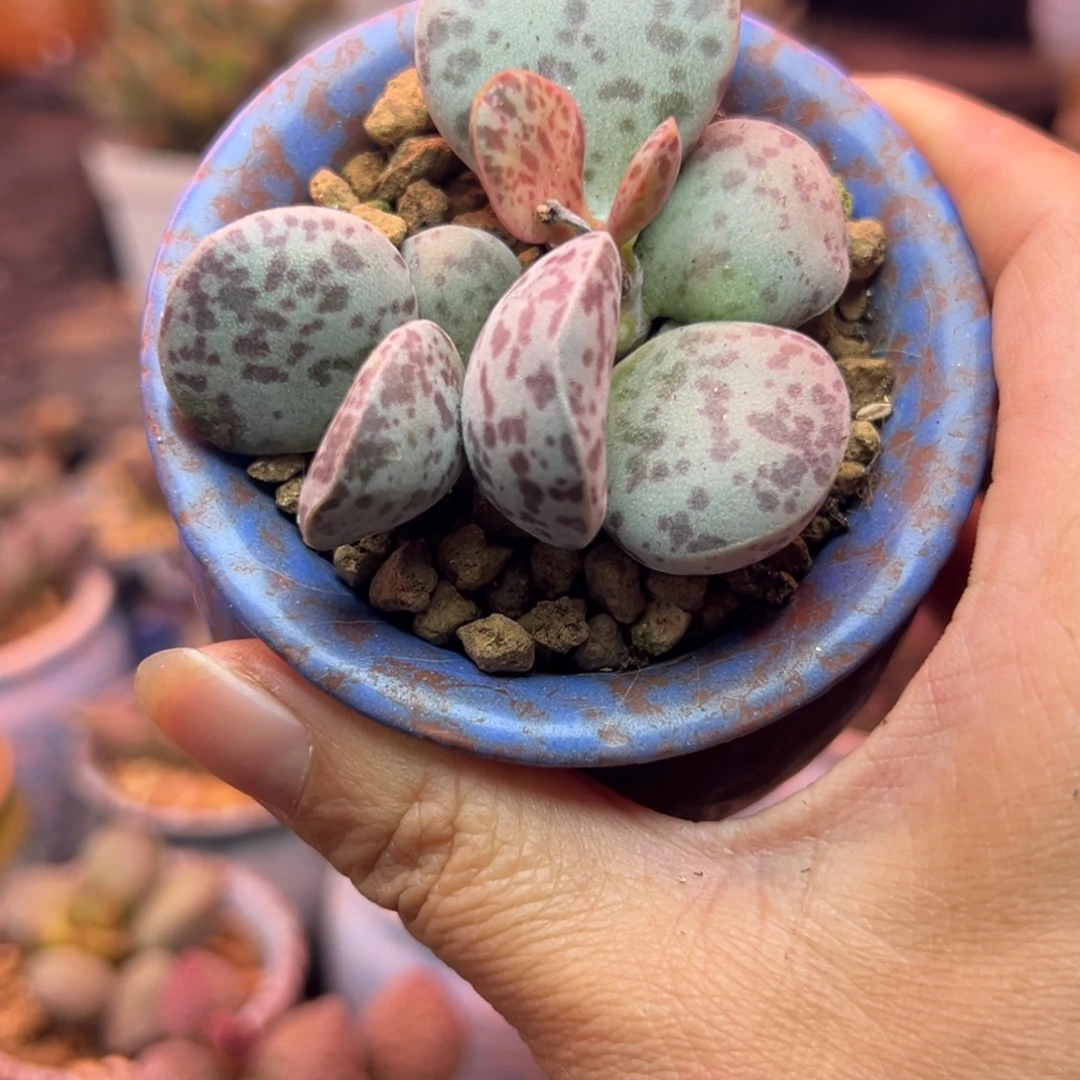 一物一拍，感谢支持