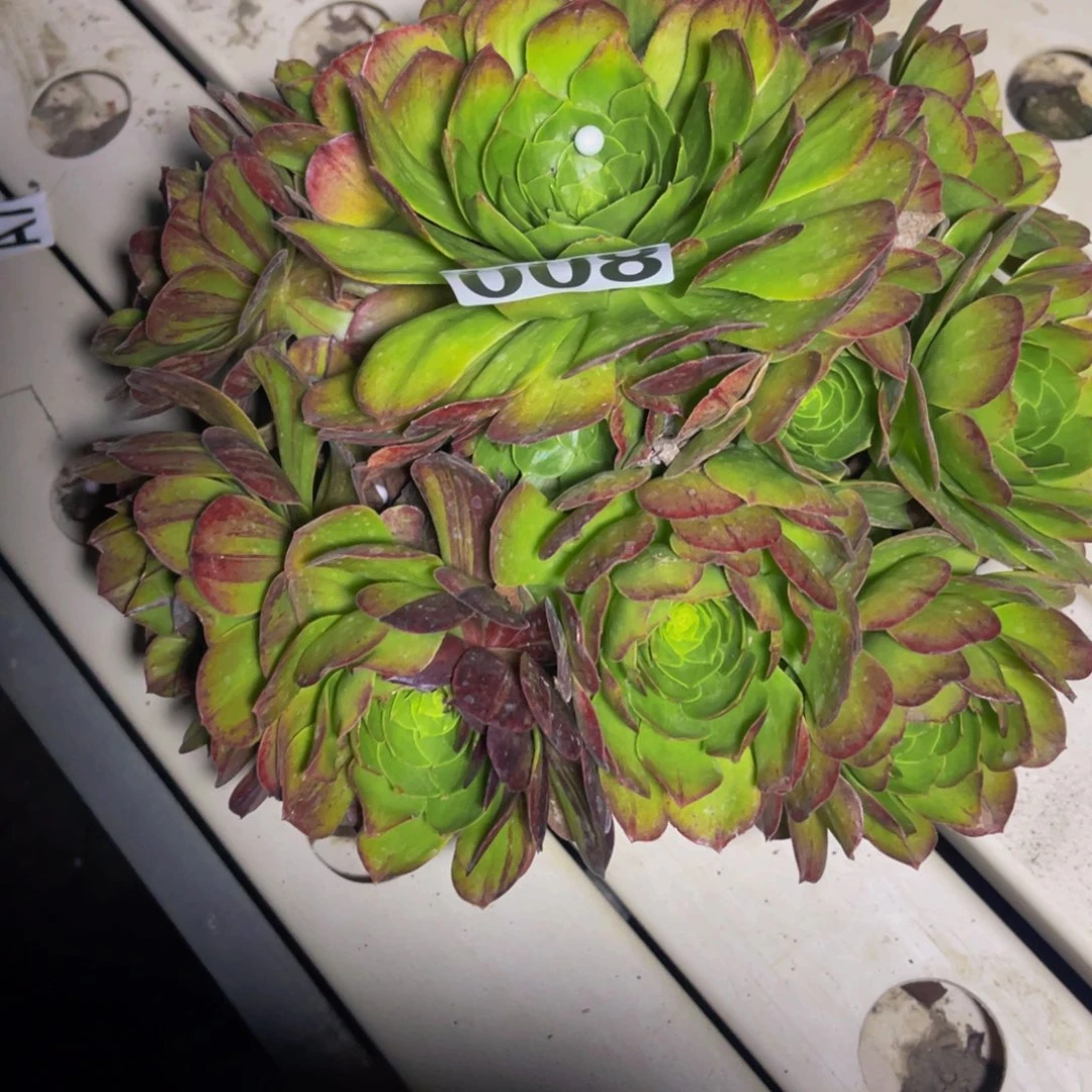 花月夜7/////5包邮法师