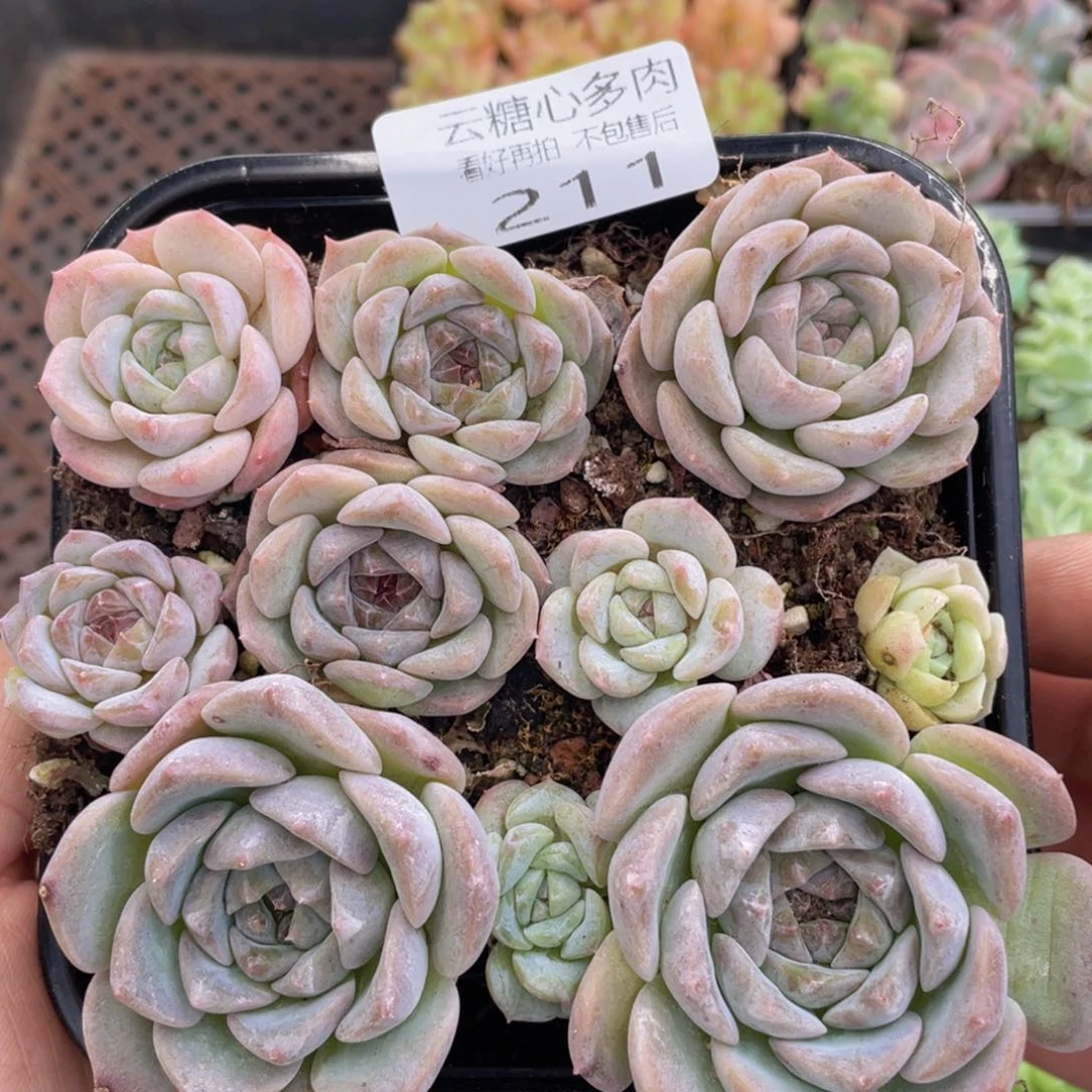 云糖心多肉植物211