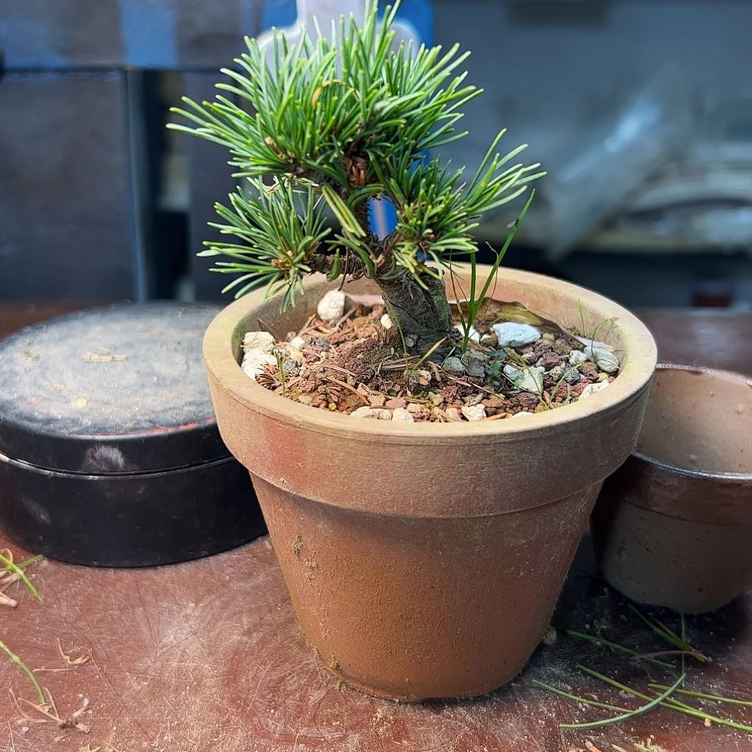 无花朵健健康康快快乐乐