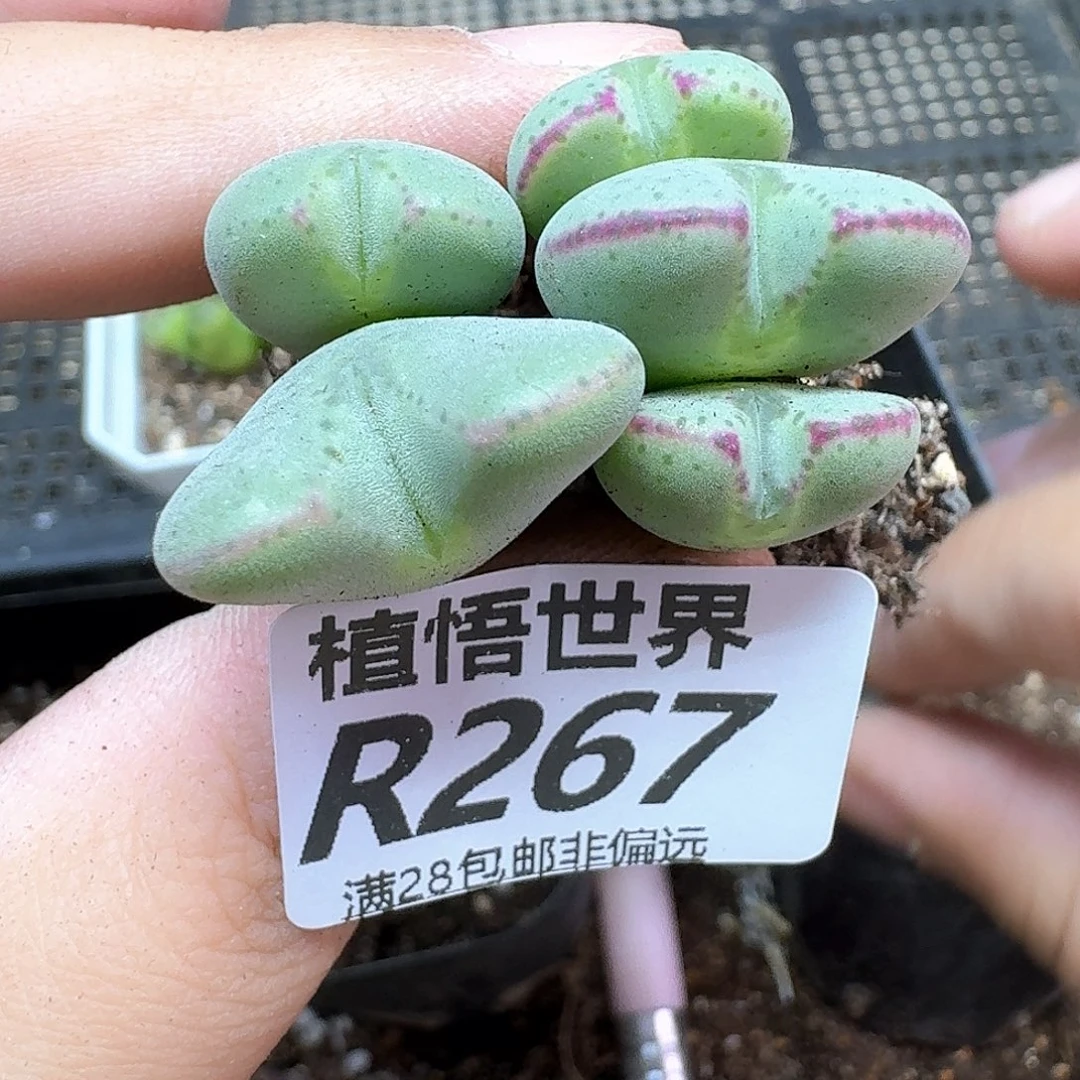 多肉植物的润泽无法