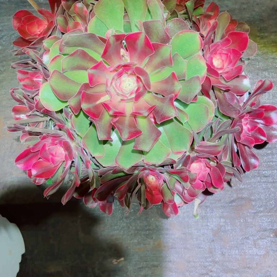 云南多肉植物香妃