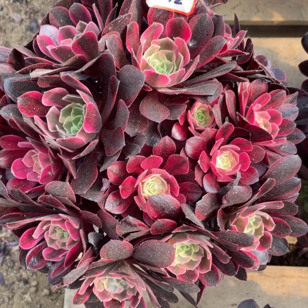 雨*声凤冠丛林法师一