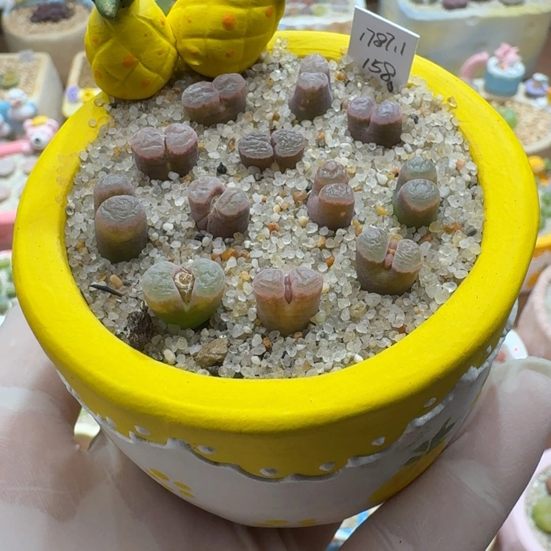 菠***~1116-030连盆带花磁铁