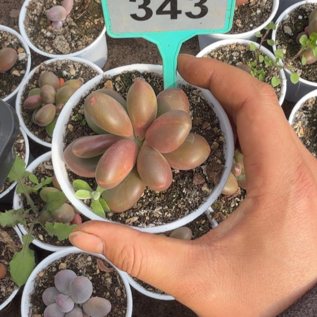 多肉植物芒果奶343