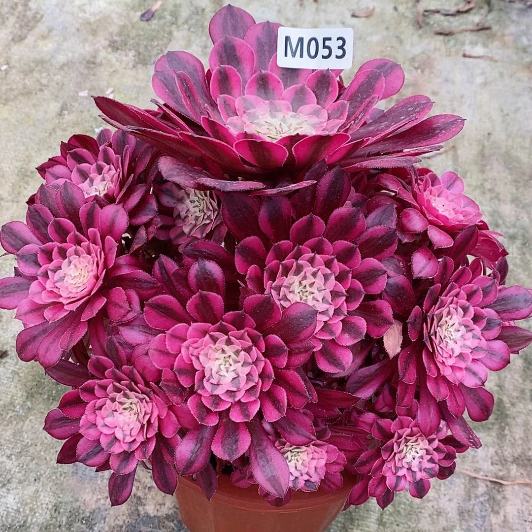 053红铜白55555555555