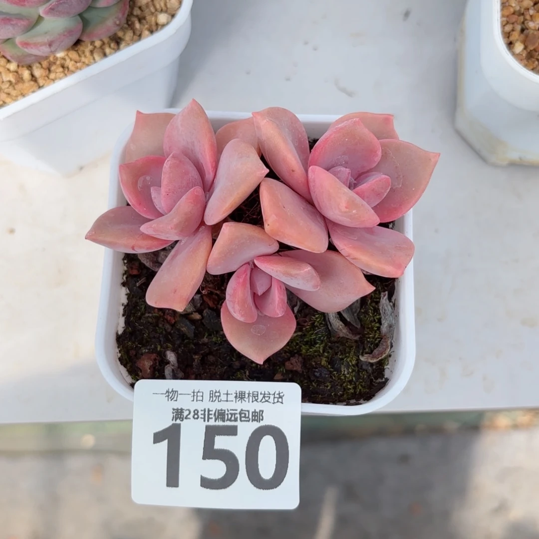 彩虹糖无盆土发货