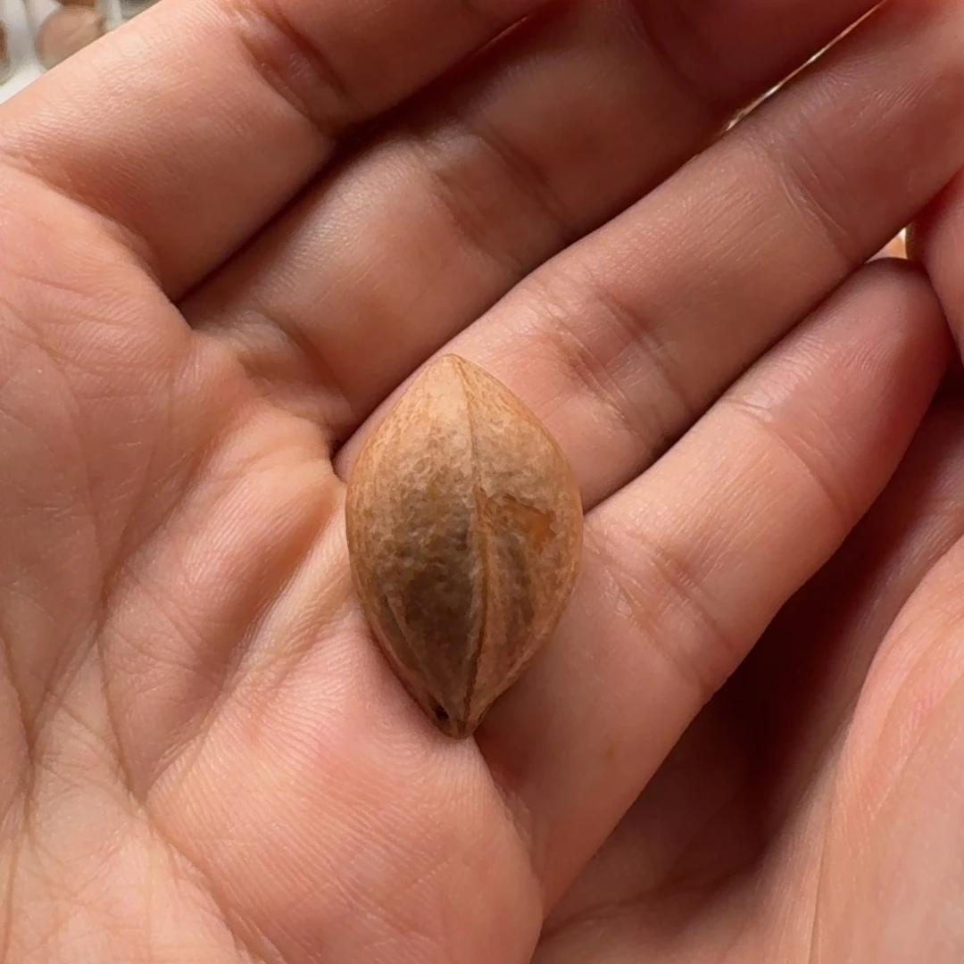 手串/手链橄榄核橄榄核