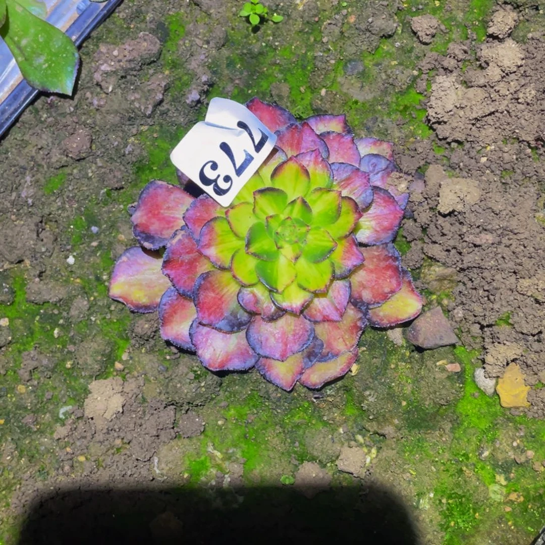 龙鳞多肉植物多肉773