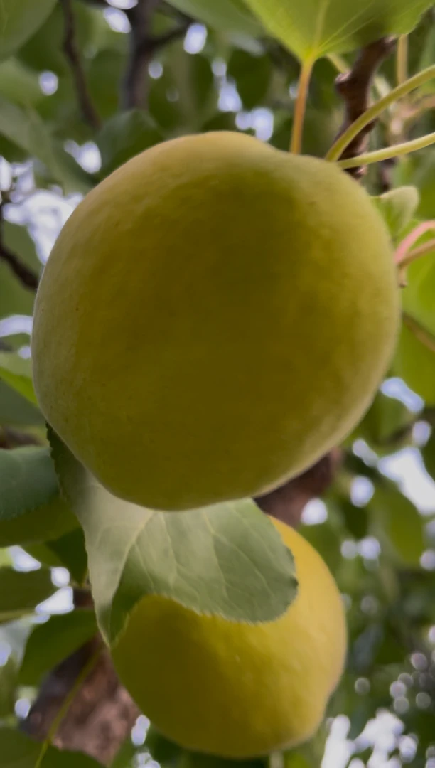 2025年蔚县大木瓜杏