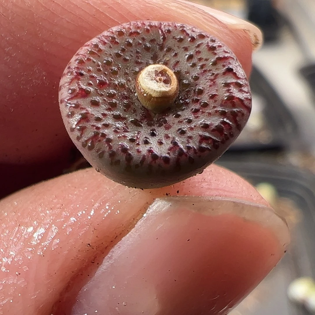 一物一拍匈牙利种源1452.62血丝火龙安贞优选431