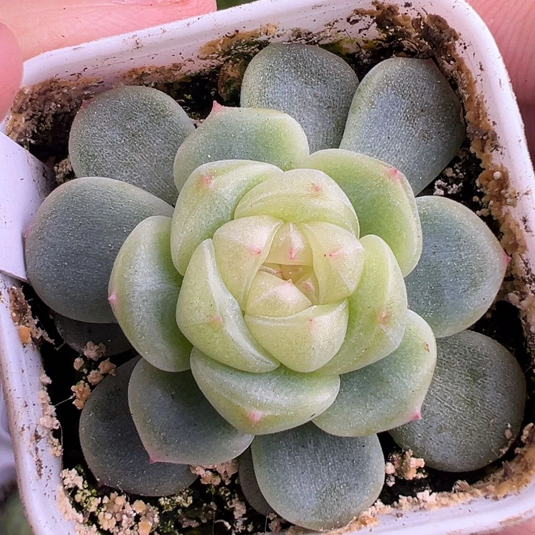 P88甜心童话 福利