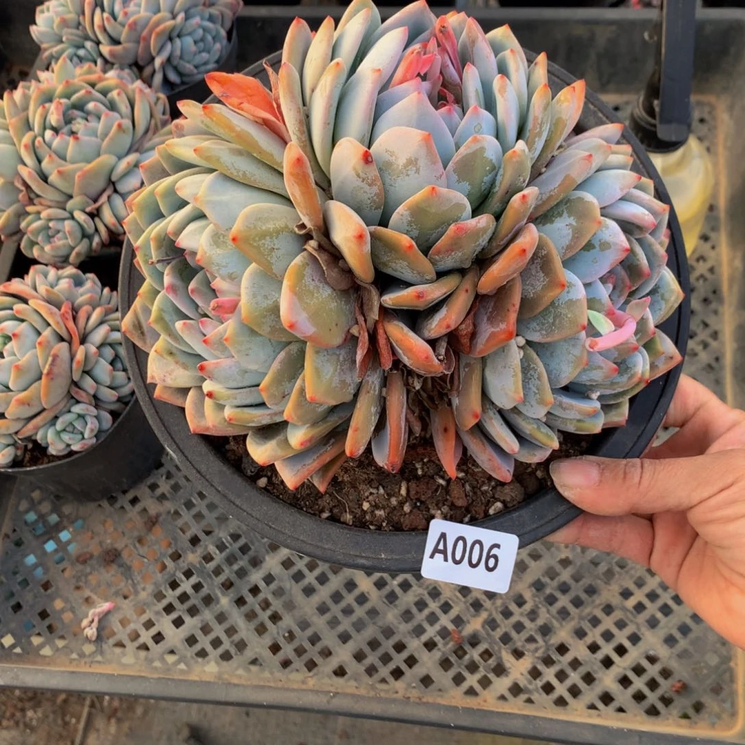 用****8006多头一哥们嗯今天上午要