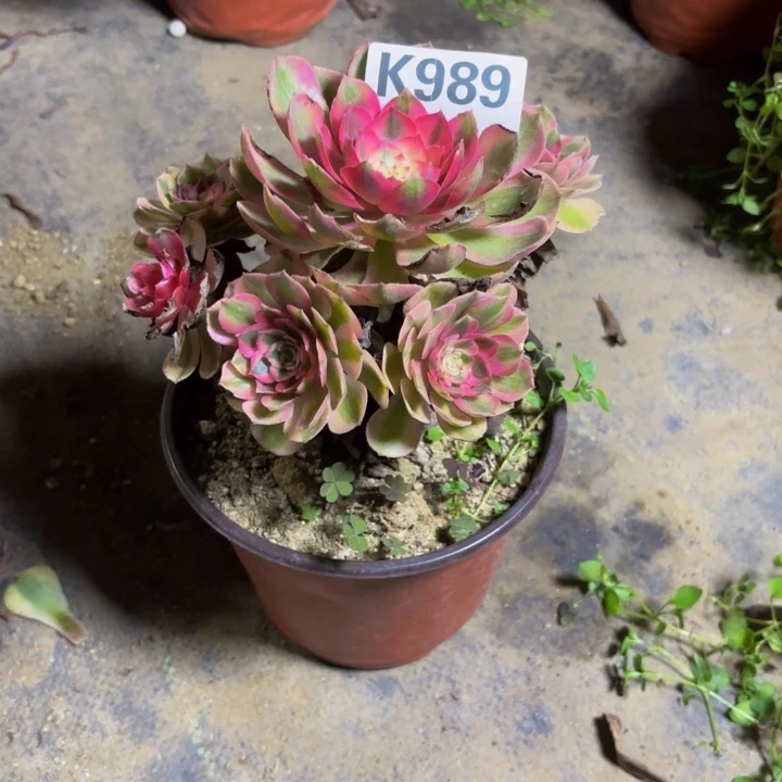 瑞妈。。。。。。。。989火龙果