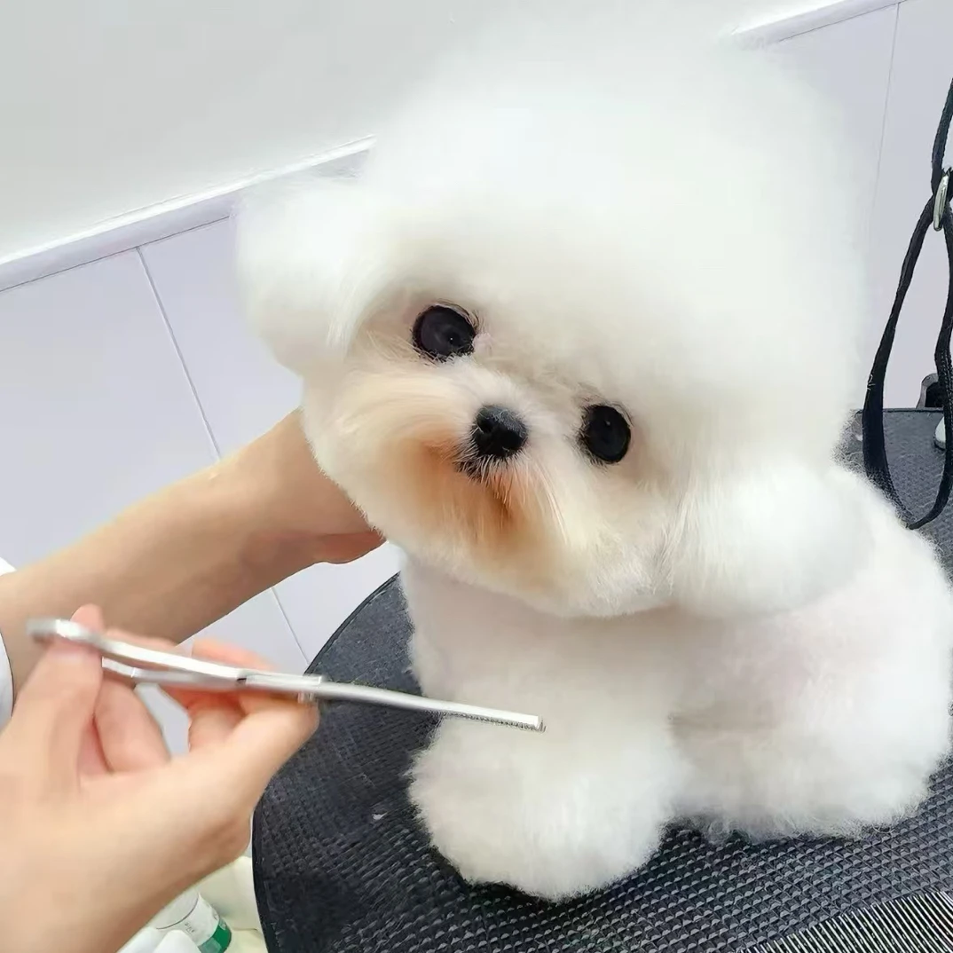 可爱博美比熊泰迪宠物狗小狗家养温顺小宠物