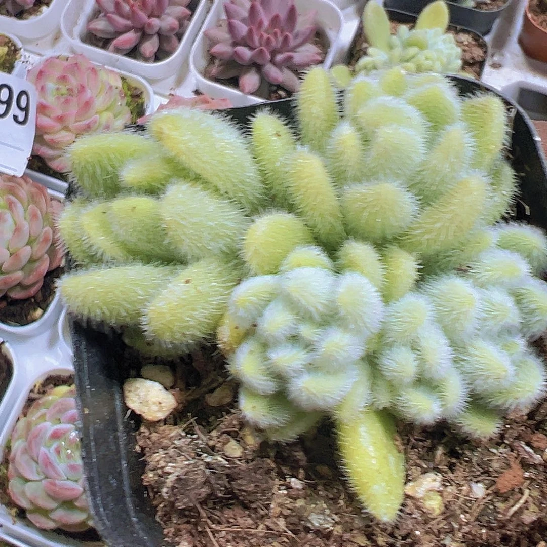 信东尼19包邮多肉植物