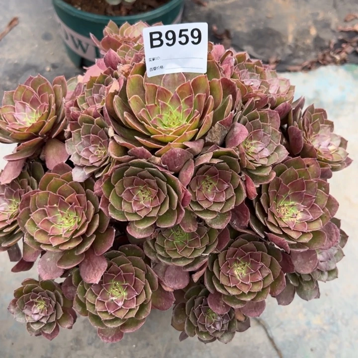 959红魔25厘米左右