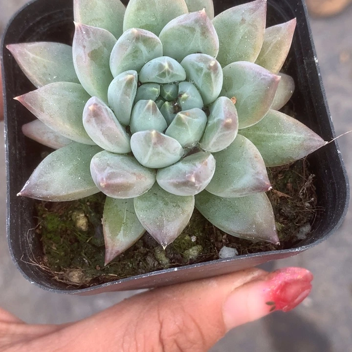 绿茸 美人。（满9.99包邮不满9.99发叶子）