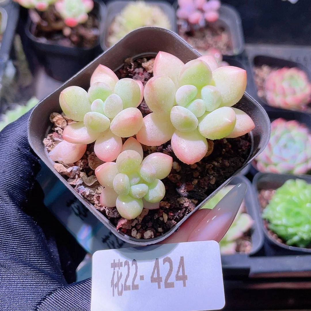 花利美22-424泡泡糖
