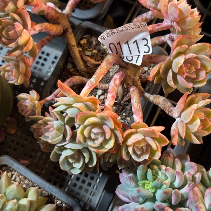 幸运的是我还没遇到你的