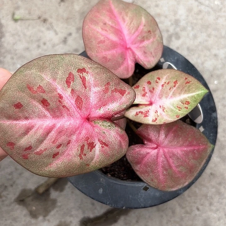 95-0213芭提雅彩叶芋泰国发货