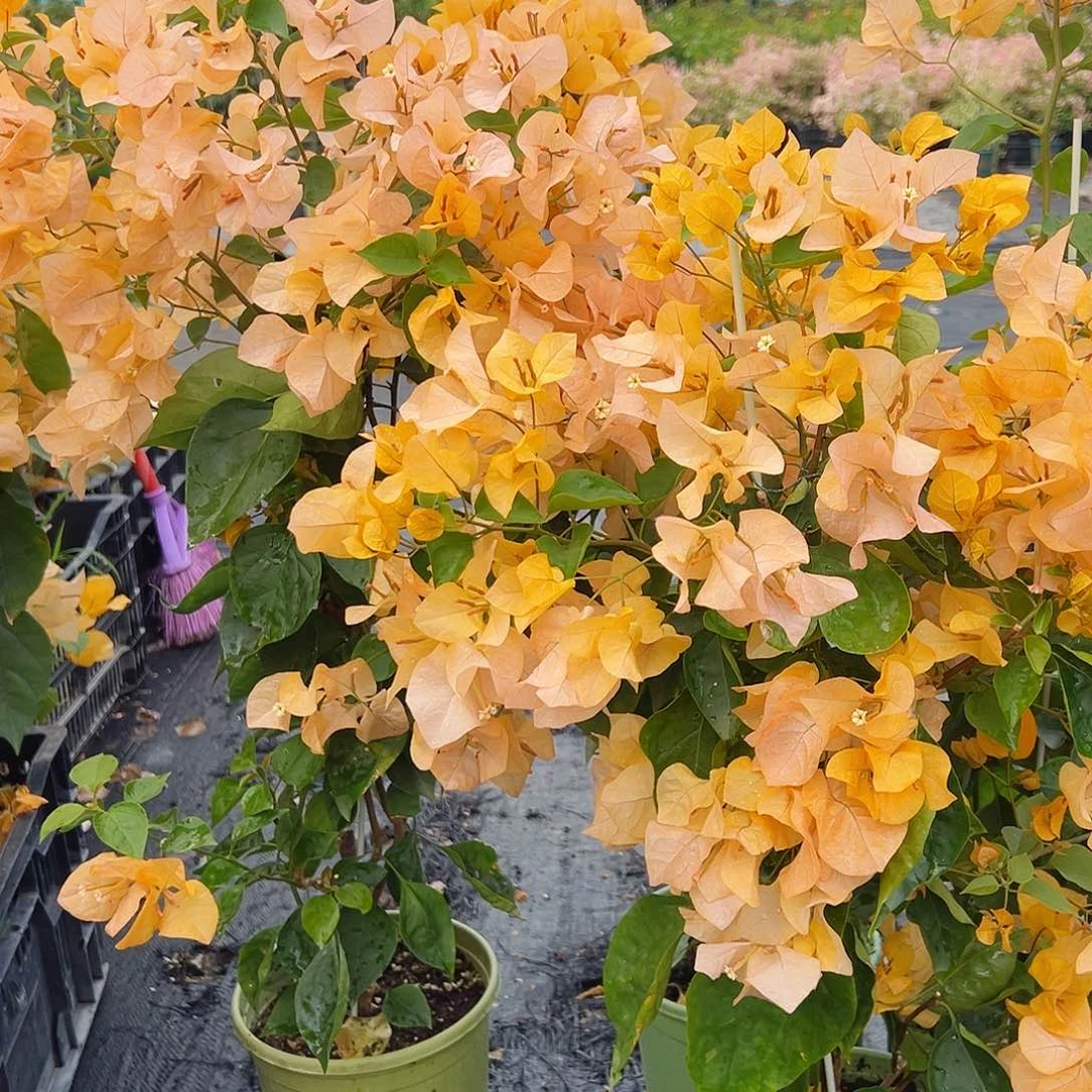 大部分花苞少量开放金探戈带竹一棵