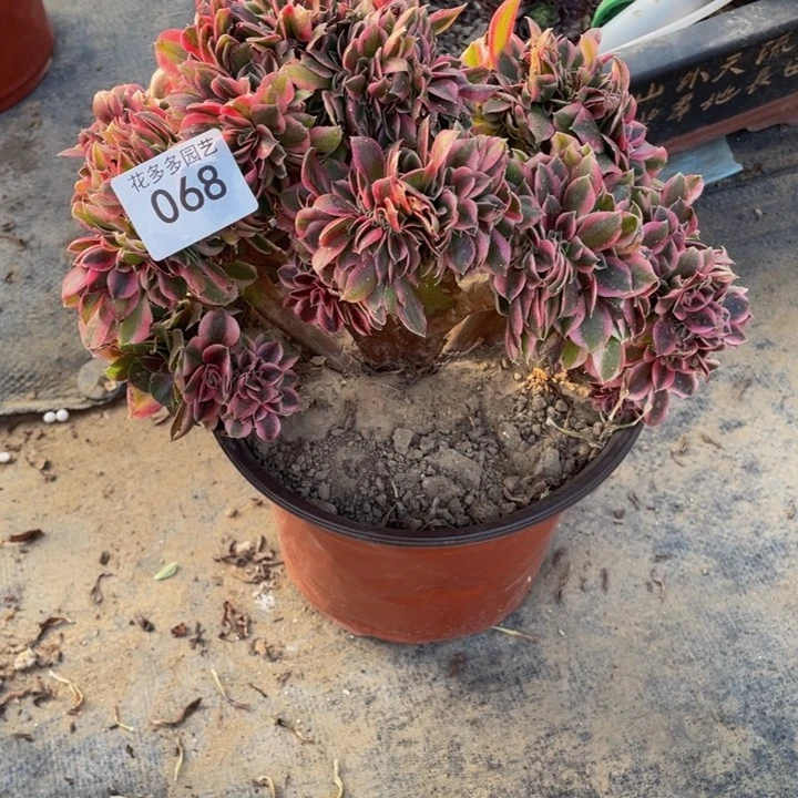 蓝*。068号粉女巫法师缀花微瑕