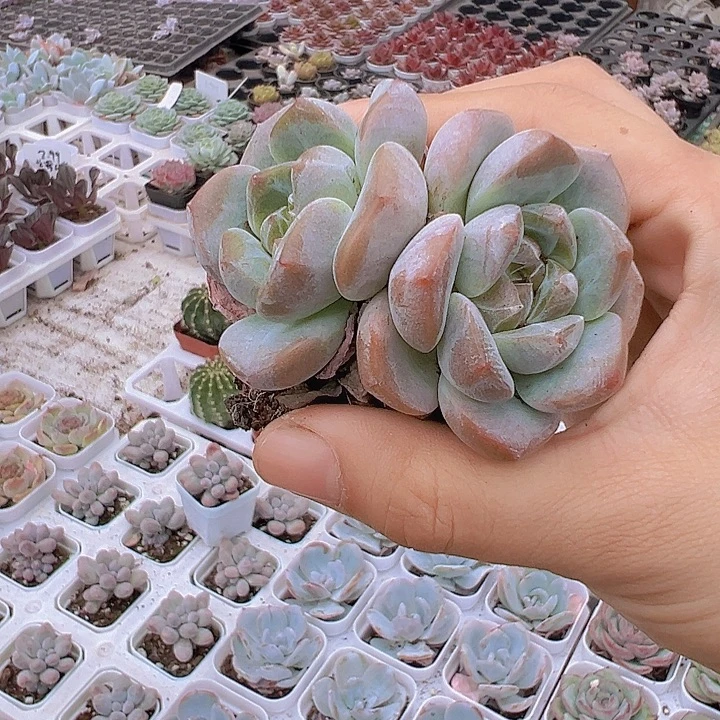 双头刚毅19包邮多肉