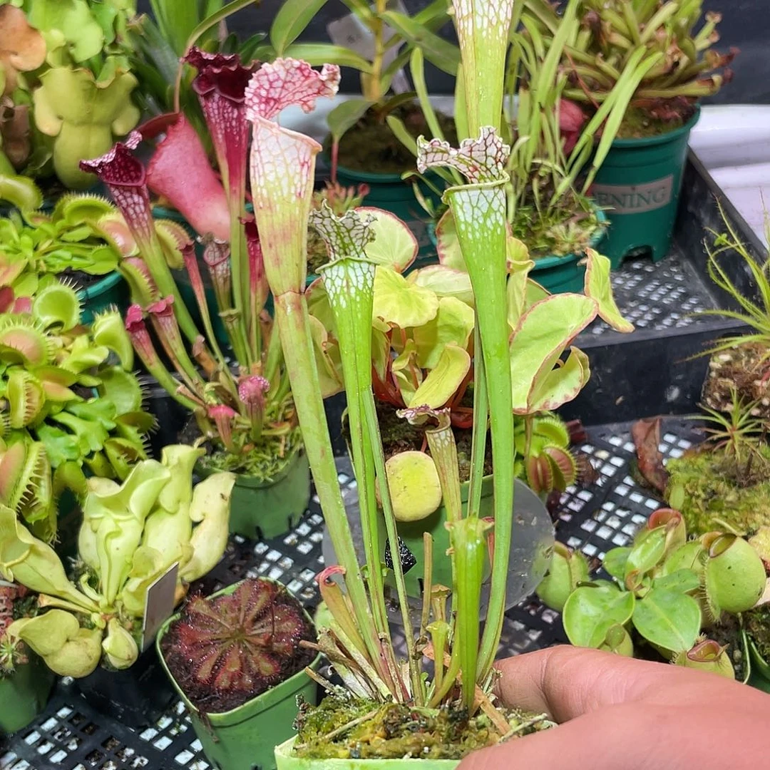 完全开放白色瓶子草3