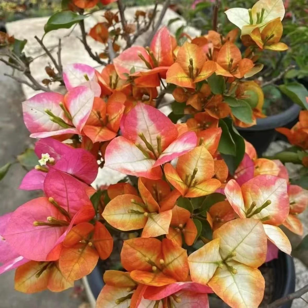 【凤凰】三角梅四季勤花丰花（收到落花掉叶，光杆属正常不售后 ）