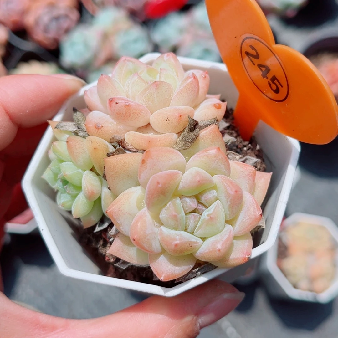 风靡园艺老桩糖心裙