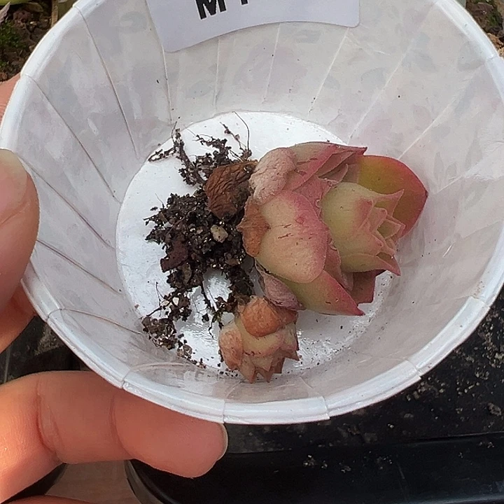 苗苗三碗2颗144蕾丝各种