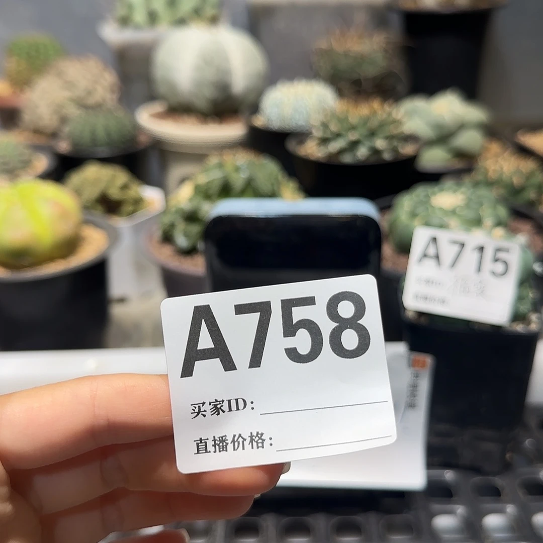 陶***陶实生仙人球特价一颗