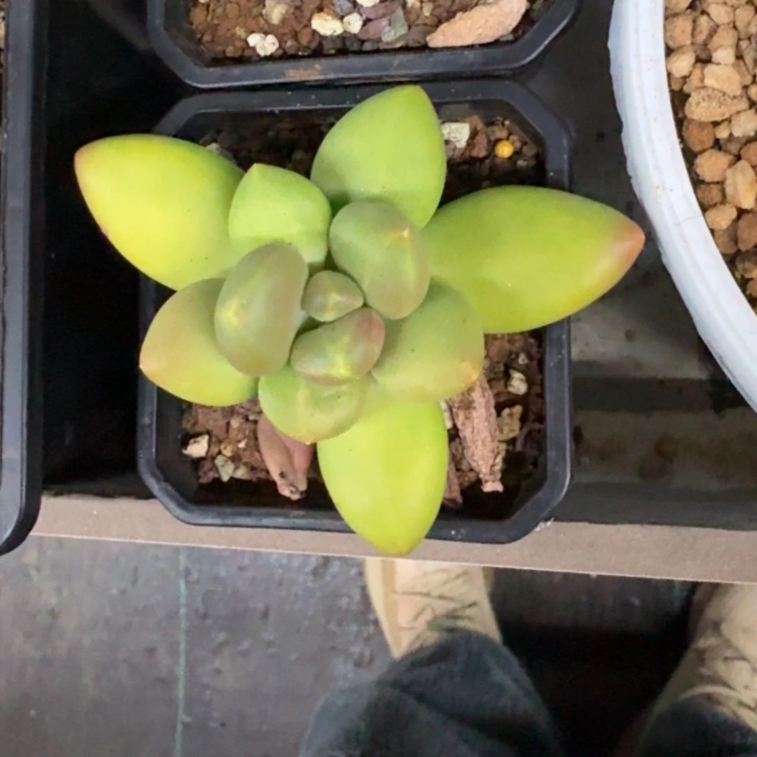 芒果奶 单头  一物一拍