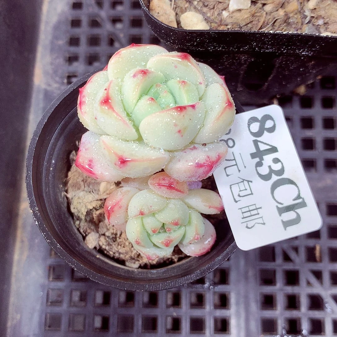 5厘米盆精控多肉843