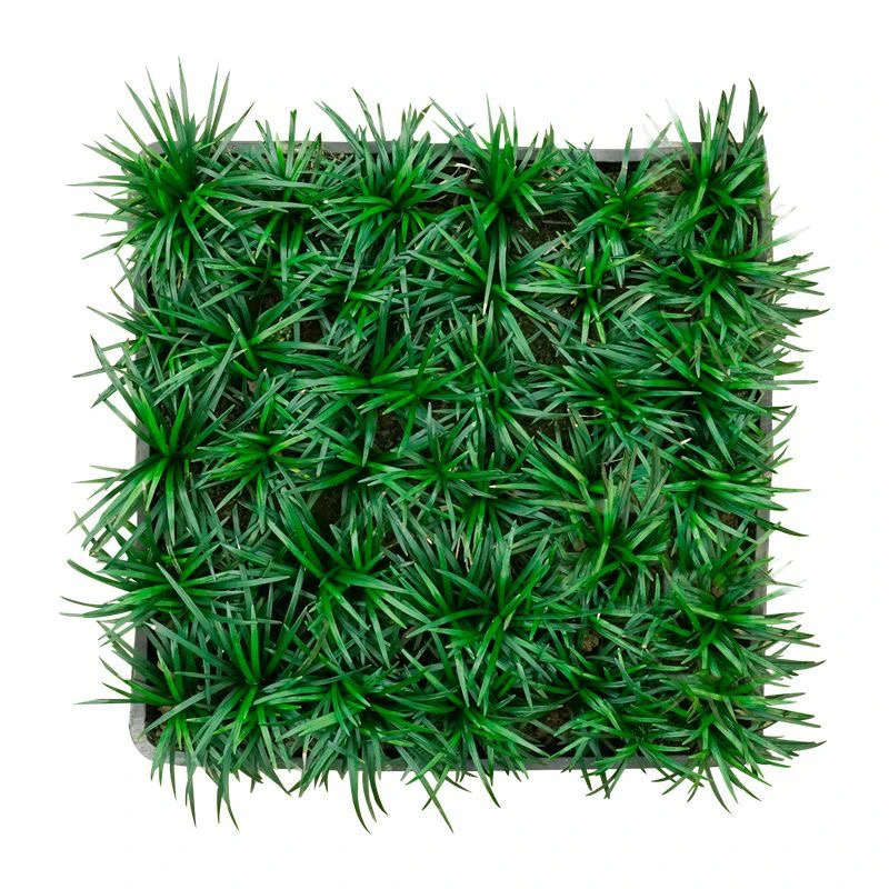 直播间专享链接日本矮麦冬玉龙草适用于别墅庭院绿化