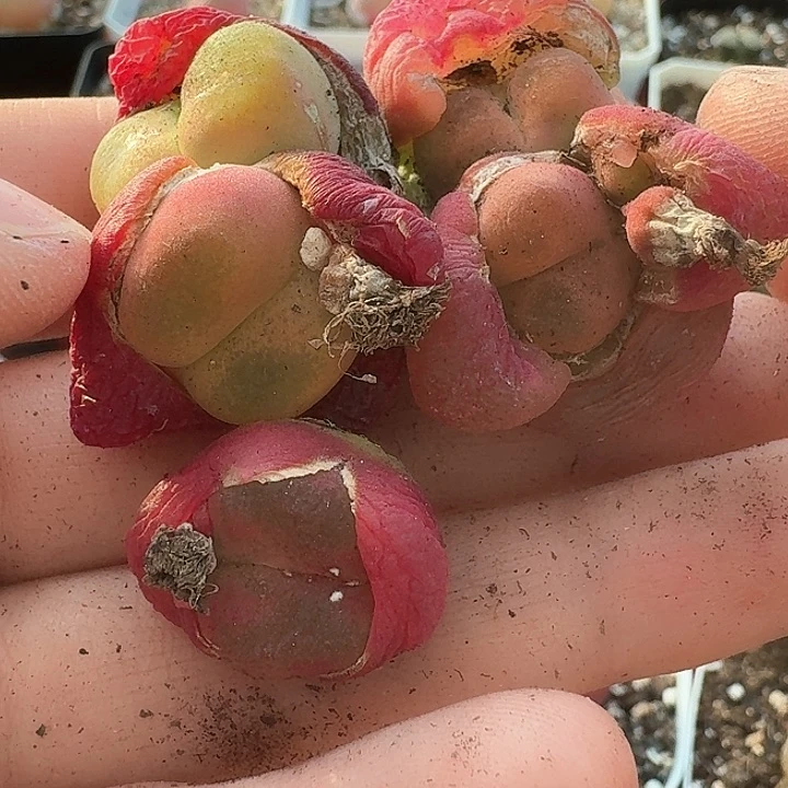 S*e老马生石花毛混1049