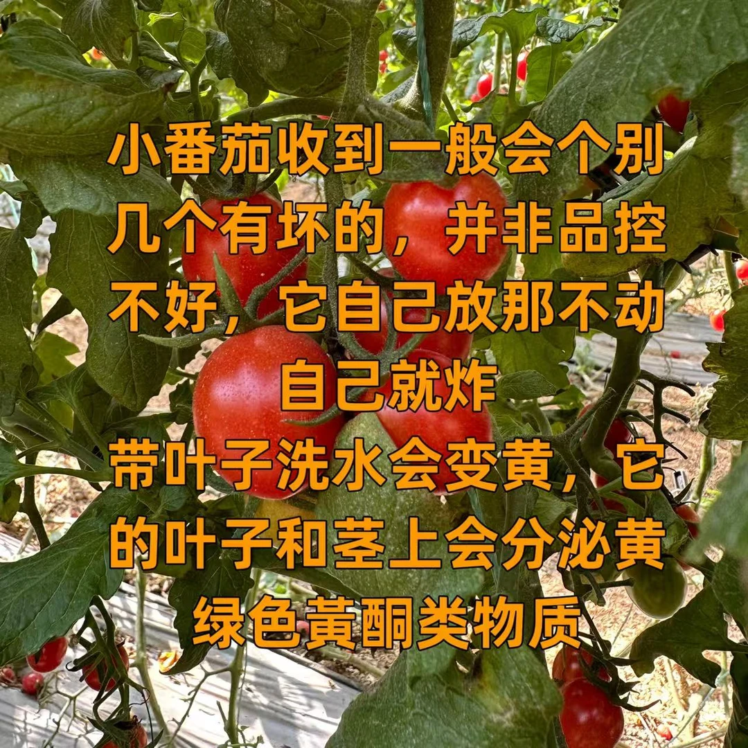 【看详情页】山东釜山88小番茄 顺丰快递 2-3斤